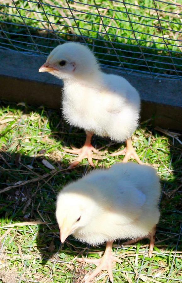 Апартаменты Woodcock Farm Бристоль Экстерьер фото